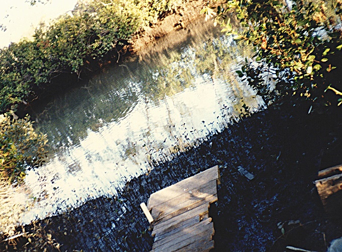 オーストラリア・ブリスベンのフラットの裏の沼