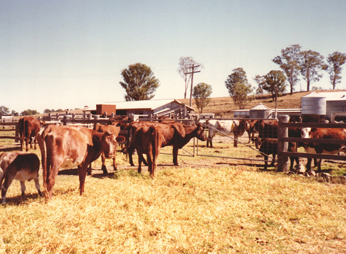 オーストラリア クイーンズランド州 ブリスベン周辺の街「ワーウィック（Warwick）」道路を歩く牛の群れ
