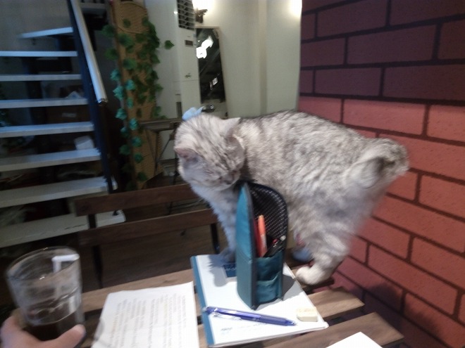 中国 上海虹口 上海外国語大学付近の猫カフェ。