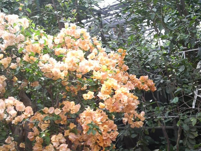 名護 ナゴパイナップルパーク内の植物園