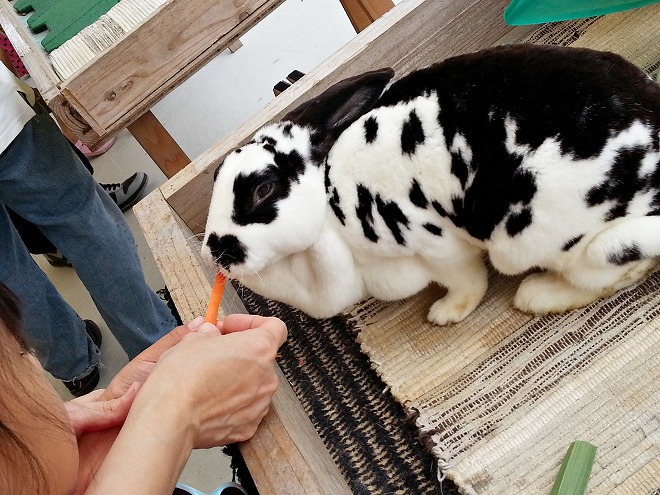 沖縄県沖縄市 沖縄こどもの国「ふれあい広場」ウサギに餌やり体験
