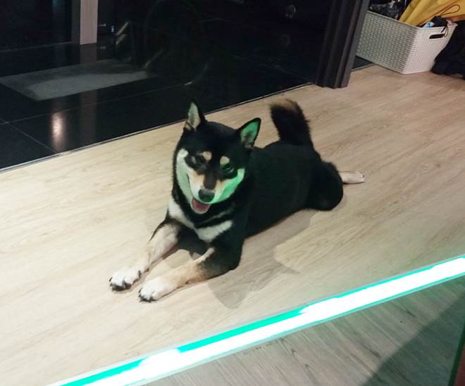 台湾 台北市 松江南京ベストホステルのオーナーのペットのハスキー犬