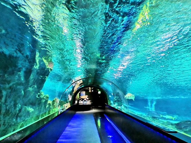 韓国 ソウル Coexアクアリウム 水中トンネル