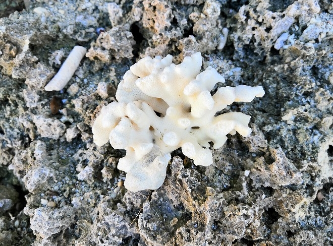 沖縄海洋博公園エメラルドビーチ白いサンゴ