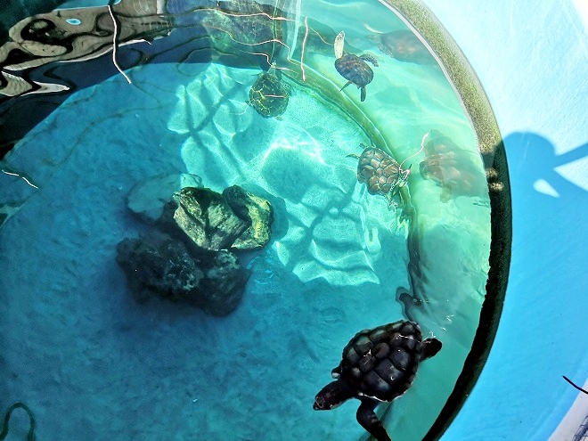 沖縄海洋博公園・ウミガメ館のウミガメ