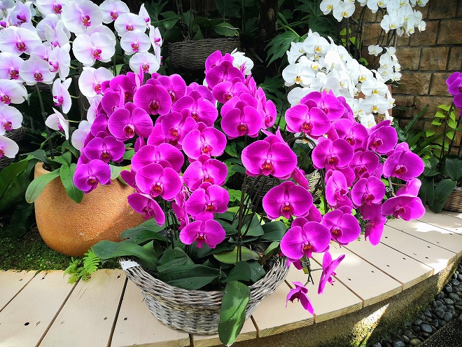 沖縄海洋博公園 熱帯ドリームセンター「ファレノブシス温室」の蘭の花