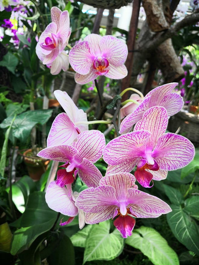 沖縄海洋博公園 熱帯ドリームセンター「ファレノブシス温室」の蘭の花