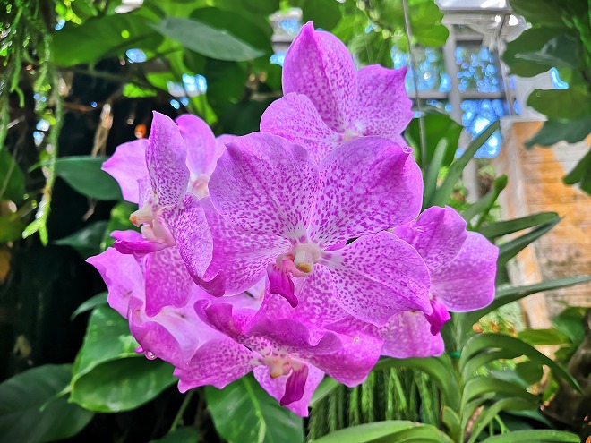 沖縄海洋博公園 熱帯ドリームセンター「バンダ温室」の花