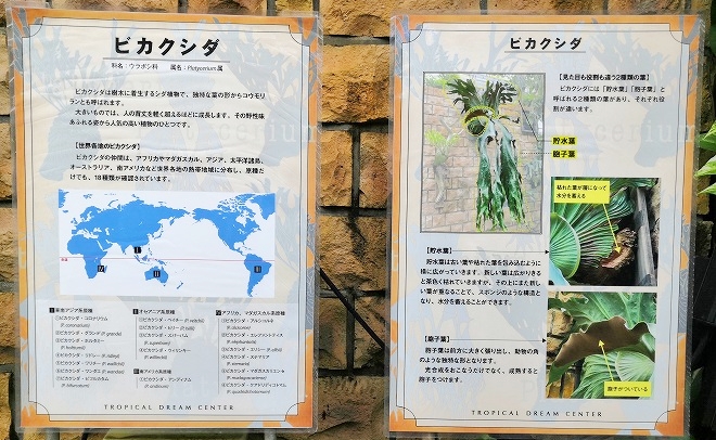 沖縄海洋博公園 熱帯ドリームセンター「バンダ温室」ビカクシダの説明文