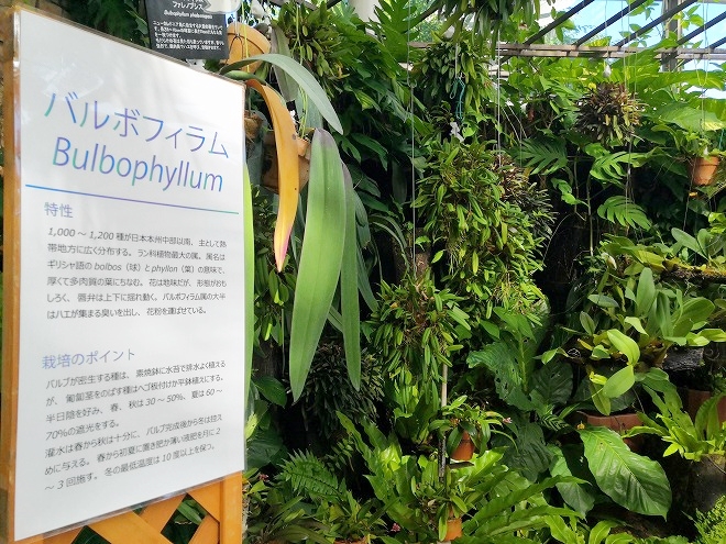 沖縄海洋博公園 熱帯ドリームセンター「バンダ温室」のバルボフィラム