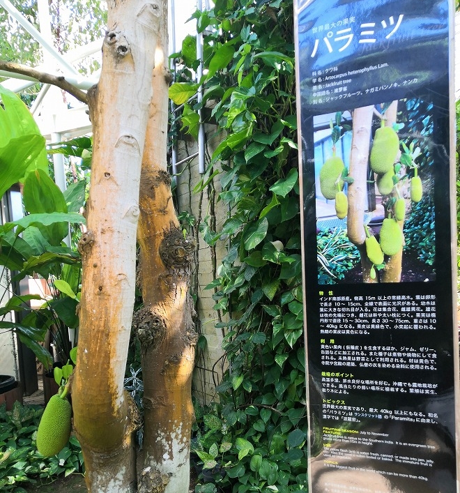 沖縄海洋博公園 熱帯ドリームセンター「果樹温室」世界最大の果実と言われる「パラミツ」