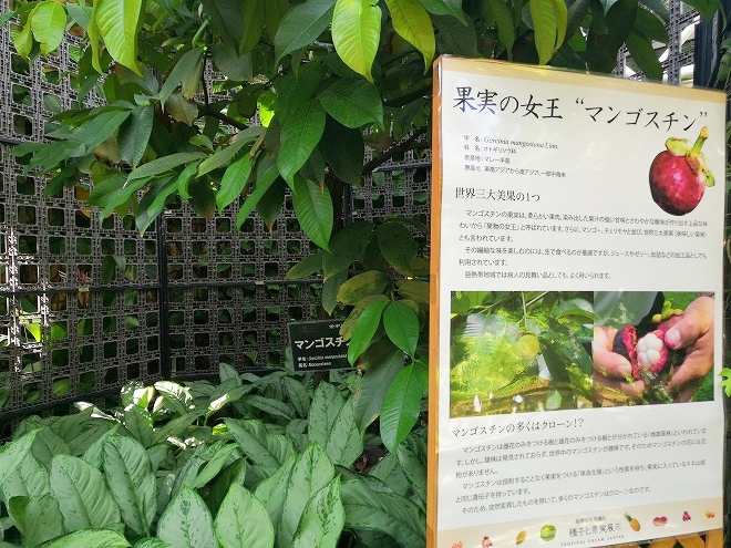 沖縄海洋博公園 熱帯ドリームセンター「果樹温室」果実の女王「マンゴスチン」