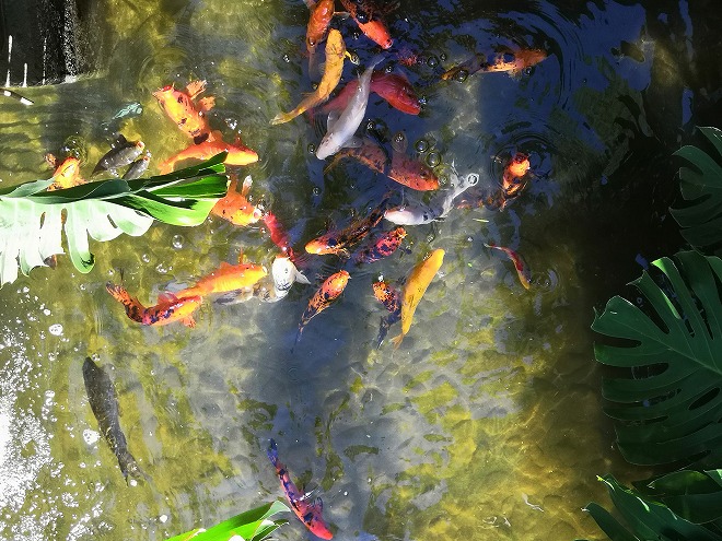 沖縄海洋博公園 熱帯ドリームセンター ロータスポンドに繋がる水脈の池の鯉