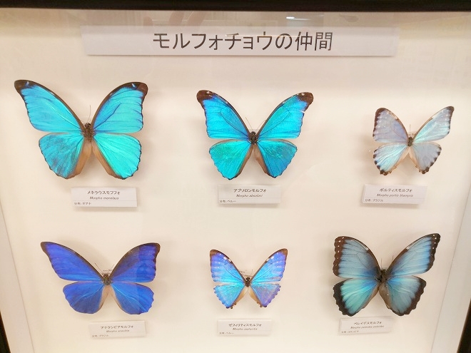 沖縄海洋博公園 熱帯ドリームセンター・沖縄と世界の昆虫展示コーナー「モルフォ蝶」
