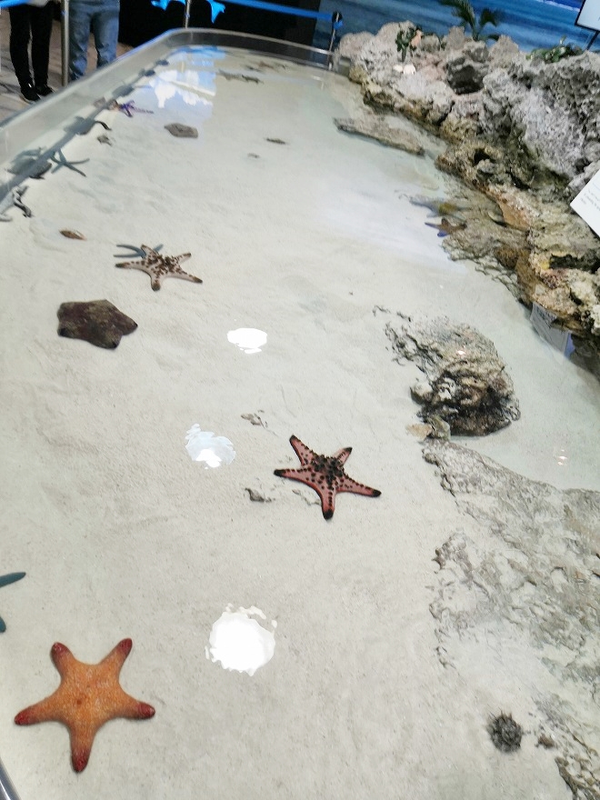 沖縄美ら海水族館「イノーの生き物たち」
