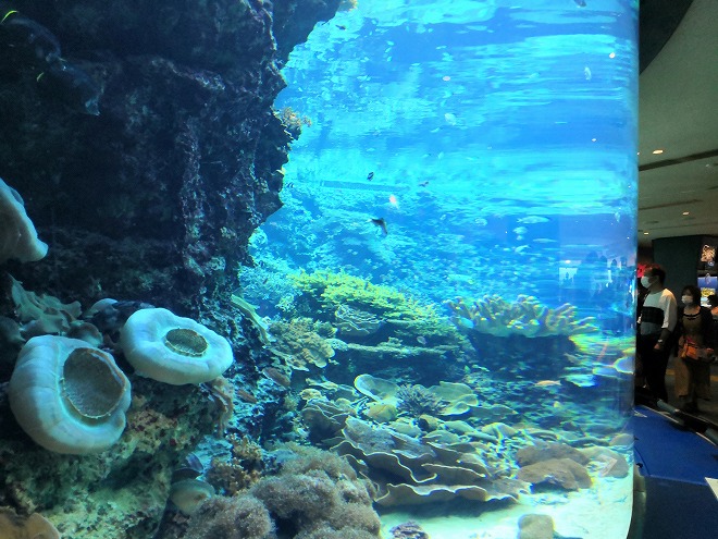 沖縄美ら海水族館 海底に棲む生き物たち