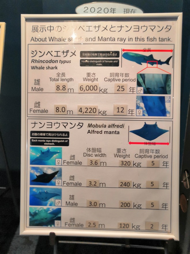 沖縄美ら海水族館「ジンベエザメとナンヨウマンタ」の解説ボード