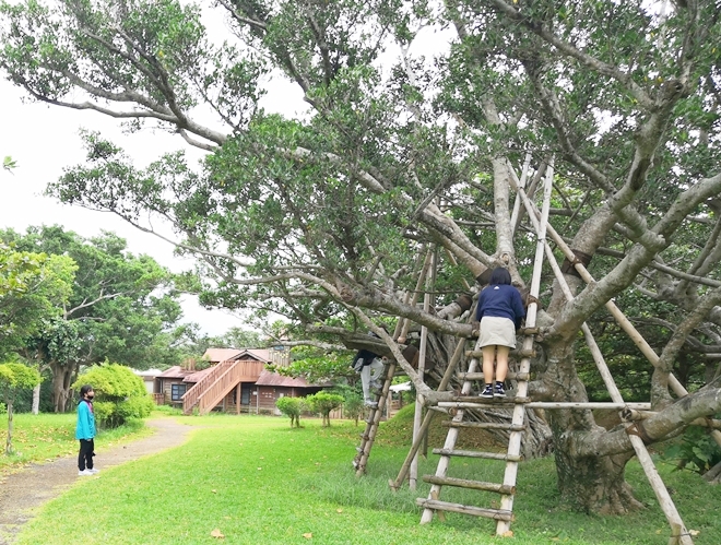 沖縄海洋博公園 熱帯・亜熱帯都市緑化植物園 バンコの森 樹に木組みのはしご