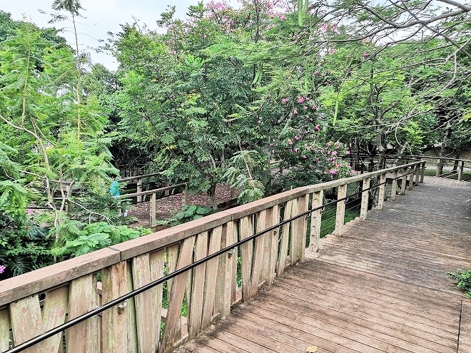 沖縄海洋博公園 熱帯・亜熱帯都市緑化植物園 バンコの森の木の回廊