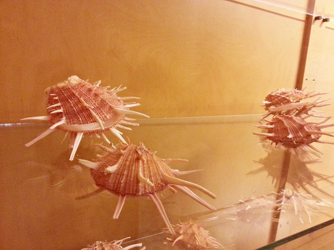 沖縄県名護市 ナゴパイナップルパーク 珍しい貝殻などの展示コーナー