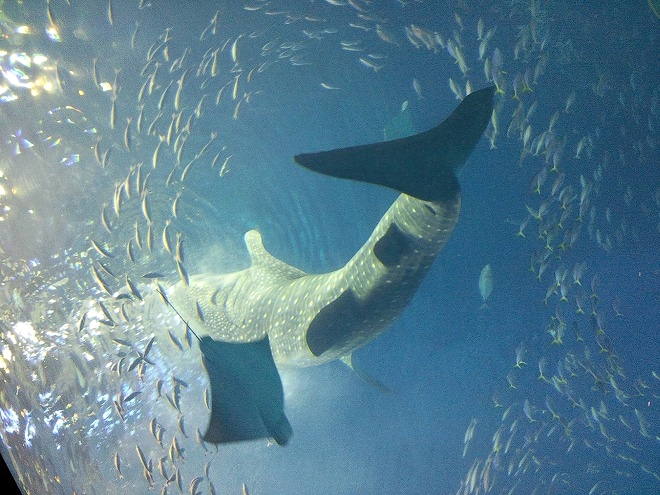 沖縄県本部町 沖縄海洋博公園「美ら海水族館」の黒潮の海のジンベエザメ