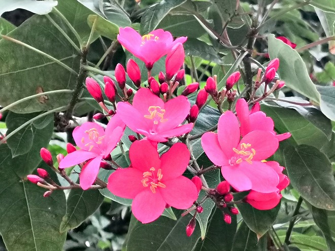 沖縄市・沖縄県総合運動公園・赤い花