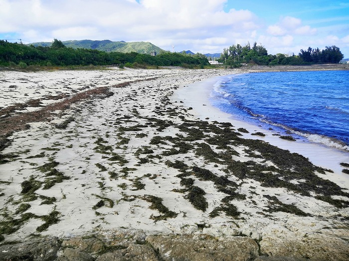 金武町 屋嘉ビーチの大量に打ち上げられた海藻
