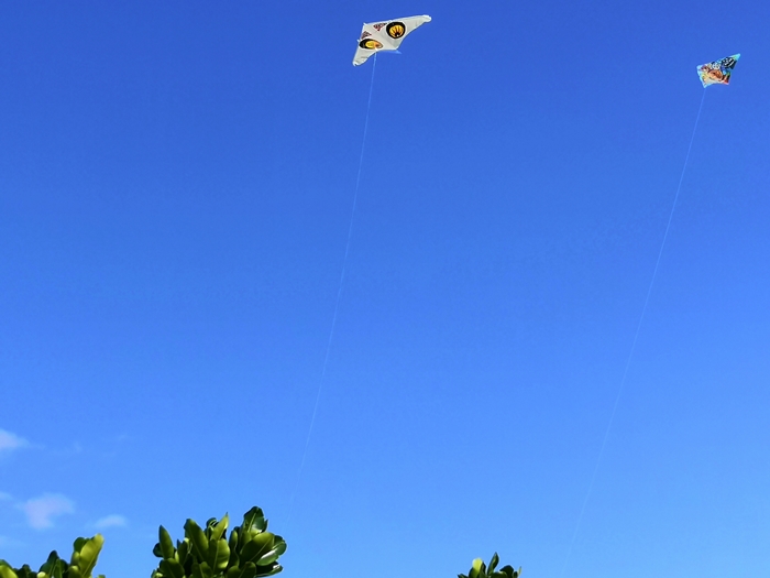 宜野湾マリーナ海浜公園で凧揚げ