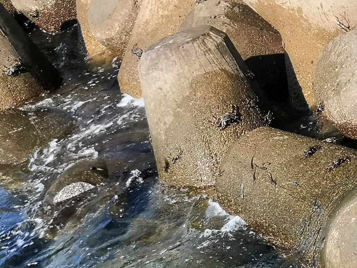 宜野湾マリーナのテトラポットの蟹