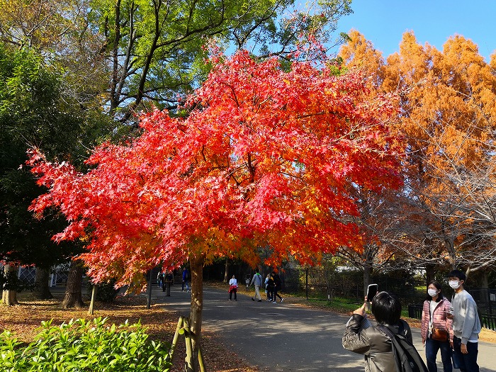 Autumn foliage in Osaka Castle Park.