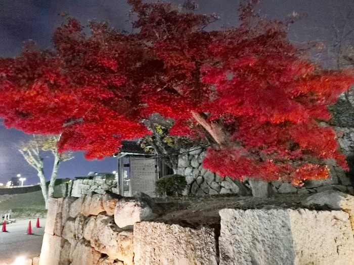 Autumn leaves near the main gate of Himeji Castle.