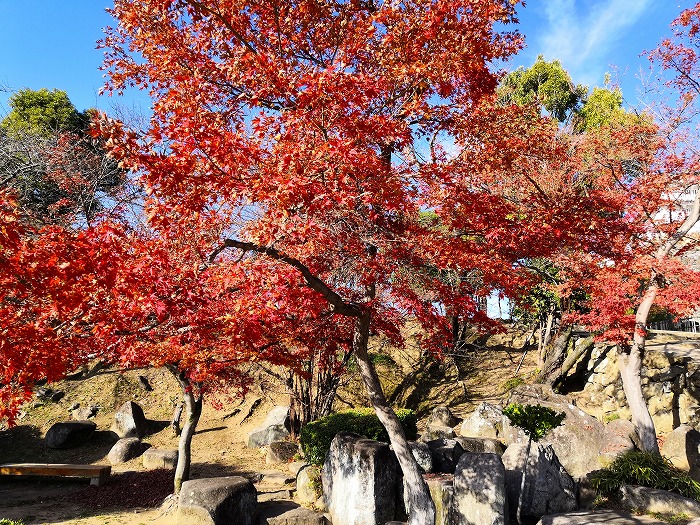 姫路城の紅葉