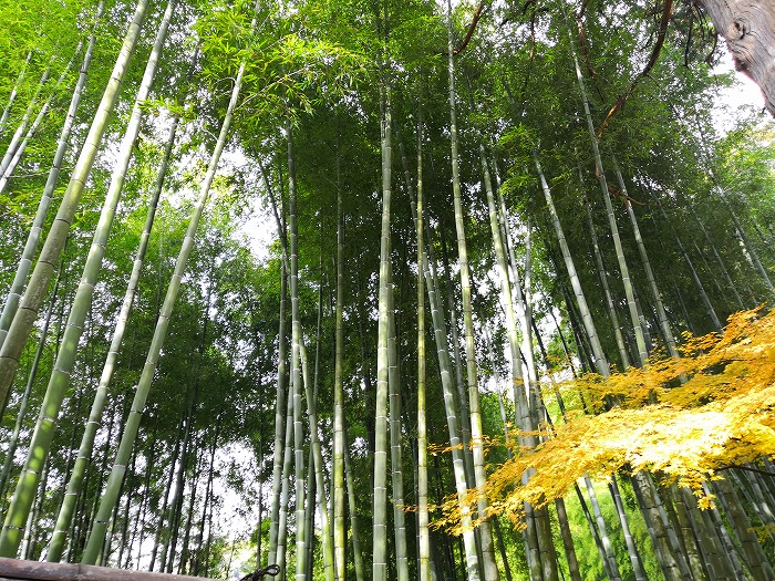 銀閣寺 庭園の竹林。