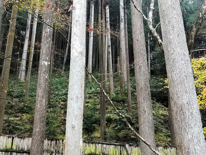 銀閣寺の森。
