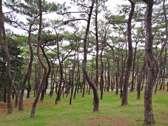 日本一人口の多い村 読谷村 座喜味城跡公園の松林。