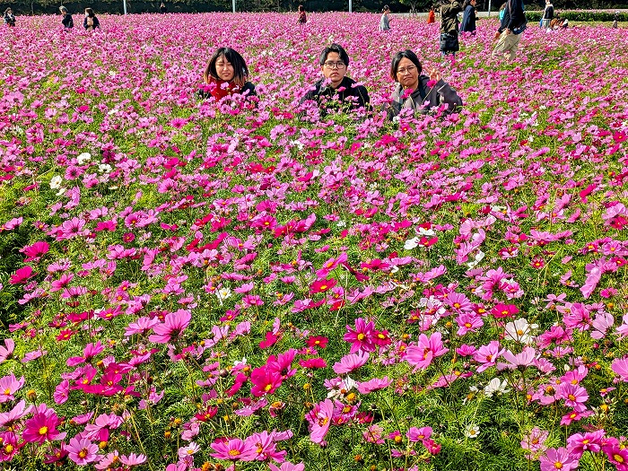 読谷コスモス畑