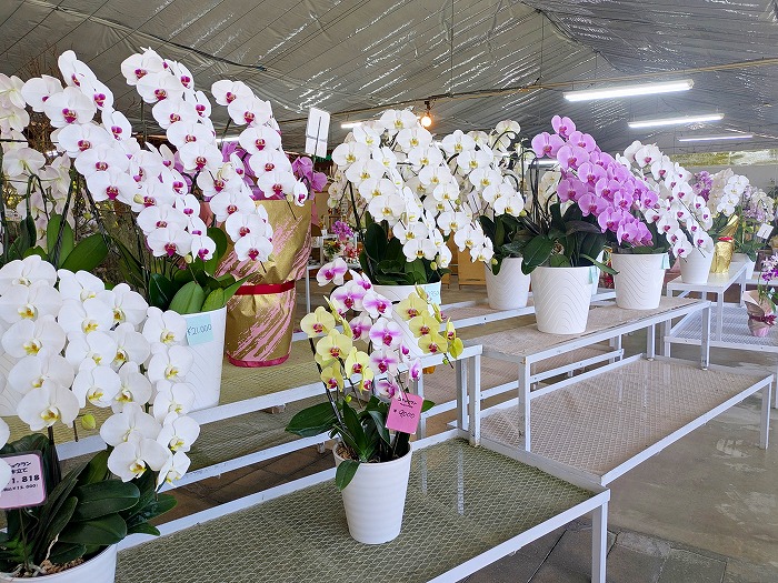 ビオスの丘 - 沖縄県うるま市